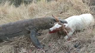 komodo kills and eat goats are still alive [upl. by Hodosh]