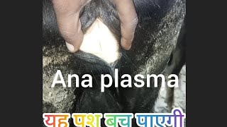 treatment of Anaplasma in cow amp buffalo treatment of jaundice treatment of theleriosi treatment o [upl. by Slaby]