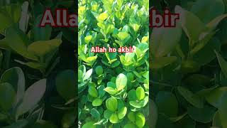 Tilawat Quran Urdu translation quranreadingflowersnatureshort urdu motivationqasimtechbaba [upl. by Dhaf952]