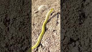 हरा नाग green keelback snake grass snake गवत्या साप Rhabdophis plumbicolor [upl. by Glasgo210]