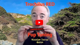 Introducing the Trochilus Pop tuning [upl. by Eyla]