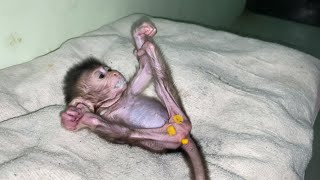 NEWBORN BABY MONKEYS SMELL WITH YELLOW STAINS [upl. by Acissehc]