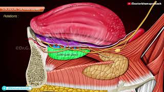 Sublingual Glands Gross Anatomy Animation [upl. by Aralc]