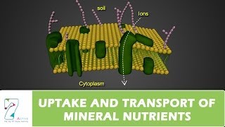 UPTAKE AND TRANSPORT OF MINERAL NUTRIENTS [upl. by Gusella]