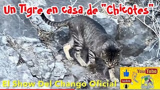 Comen Mejor Que Chicotes y Rayito🐈 🐈‍⬛ [upl. by Hall]