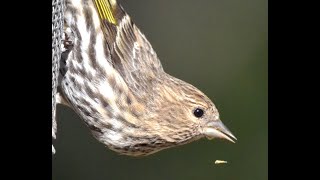 Pine Siskins [upl. by Myles783]