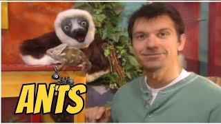 Zoboomafoo with the Kratt Brothers BIG LIZARDS  Full Episodes Compilation [upl. by Malynda]