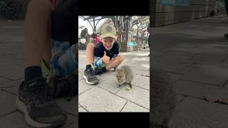 Rottnest Island 🏝️ Too many flies 🪰🦭australia traveling rottnestisland quokka seals nature [upl. by Madonna]