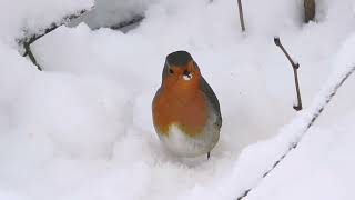 Rotkehlchen im Schnee  zu Besuch in meinem Garten erithacus rubecula [upl. by Sutniuq309]