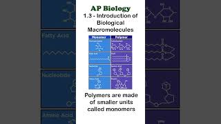 AP Bio 13 Part 1  Monomers and Polymers apbiology biochemistry [upl. by Revert]