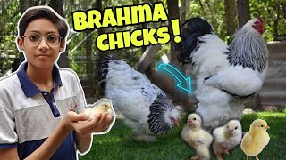 Mashallah  Brahma Kay Chicks Available Hogai Hain 😍  egg incubator homemade  brahma chickens 😱 [upl. by Atipul772]