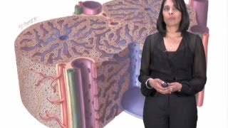 Sangeeta Bhatia Part 2 Microscale Liver Tissue Engineering [upl. by Nanah]