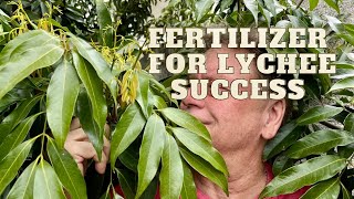 Growing Lychee Trees  Fertilize Now for The Best fruit Set [upl. by Yrakcaz497]