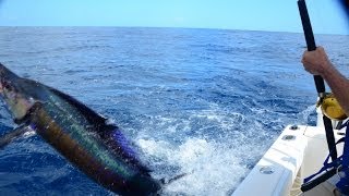 Panama Sailfish Doubleheader in HD  Isla Montuosa  January 2013 [upl. by Chan]