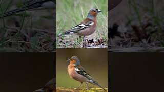 Common Chaffinch bird callصوت عصفور صلنج [upl. by Osugi]