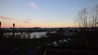 A massive murder of crows flock to roost in Portland Oregon [upl. by Gaulin]