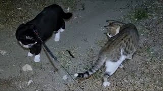 Scolopendra cingulata and cats [upl. by Joshua696]