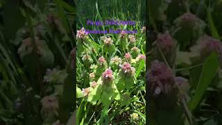 More Than A Weed  Purple Dead Nettle Medicinal Plant Series medicinalplants herbs edibleplants [upl. by Annissa]