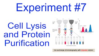 Cell Lysis and Protein Purification [upl. by Berthold36]