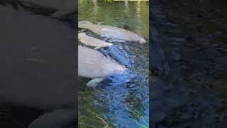 Baby Manatee at Silver Springs River baby manatee [upl. by Nabila]