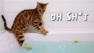 Our Bengal cat goes in water for the first time  Ep 15 [upl. by Eedya]