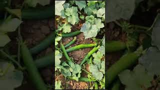 F1HySponge Gourd Nandita Savlon Seeda New Video [upl. by Sykleb]