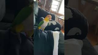 Tropical Birds with Names and Sounds in 4Kshort [upl. by Nnylyt]