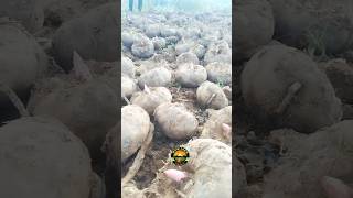 elephant yam harvesting video harvesting shorts elephantyam amazing [upl. by Lazare]