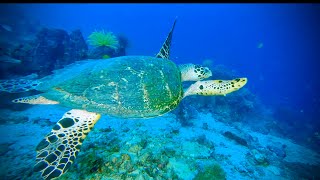 SPECTACULAR DIVING AND BAINING FIRE DANCE IN RABAUL PAPUA NEW GUINEA [upl. by Elletnuahc]