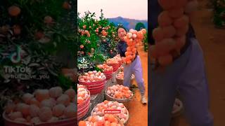 Lets enjoy the beautiful fruits🍊🥑🍉🍈🍌🍇🍎 shorts​ ytshort​ fruit​  Chinese shorts shortvideo​👍❤👍 [upl. by Ynahpit777]