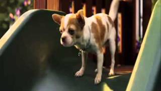 beverly hills chihuahua 2chihuahua song [upl. by Dorion]