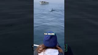 Orcas mimicking the sound of boat engines [upl. by Narot]