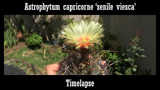 Astrophytum capricorne senile viesca timelapse [upl. by Theresa]