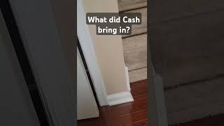 What did Cassius bring into the house cat cute catlover cats animals play [upl. by Diley]