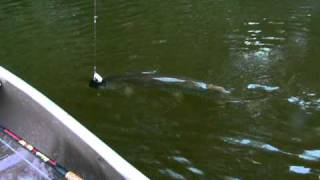 West Virginia Musky Muskie fishing Cacapon River by wvmuskyhunter [upl. by Rento]