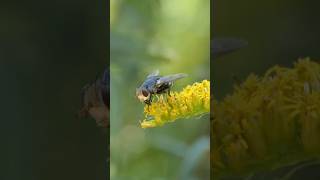 Tachinid Fly visits Goldenrod flowers [upl. by Hagen]