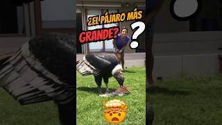 ¿Cuáles son las 5 aves más grandes que aún existen top5 shorts aves [upl. by Nesyla]