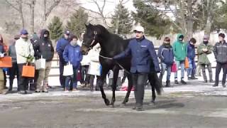 レックススタッド種牡馬展示会2019  ノーカット版26頭 [upl. by Lacsap]