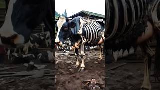 Wait for cow 🐄🐮animals babycow remix funny shorts [upl. by Genni]