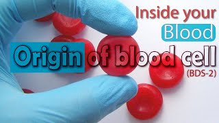 Hematology  Erythropoiesis Red Blood Cell Formation Part 1 [upl. by Hapte]