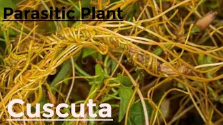 Do you know about parasitic plants [upl. by Sigfried]