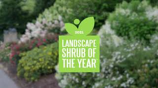 Landscape Shrub of the Year 2021 [upl. by Templas645]