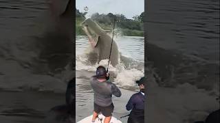 Giant Catfish Caught by Angler 🦭🐟🐲🐙 giantcreature derpseafishing [upl. by Eigla]