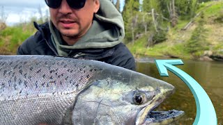 Catching Alaska King Salmon Fishing in Ninilchik River [upl. by Oiracam]