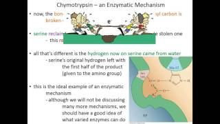 Lecture 7C Chymotrypsin Mechanism [upl. by Noraa]