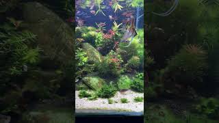 Rośliny powoli ruszyły ale glony nie odpuszczają aquarium freshwater aquascape fish aquascape [upl. by Spearing]