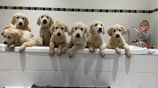 Adorable Golden Retriever Puppies Have Their First Bath Cutest Ever [upl. by Edyaj316]