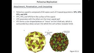 Virology Chapter 15 Part 2 [upl. by Idnarb]