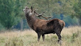 Roaring Red Deer Stag [upl. by Niaz]