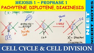 Pachytene Diplotene amp Diakinesis of Prophase 1 of Meiosis 1  NEET Biology 11  NCERT Notes NEET21 [upl. by Mercer]